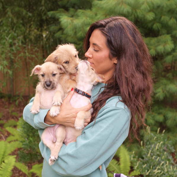 Pup-Up Adoption Party