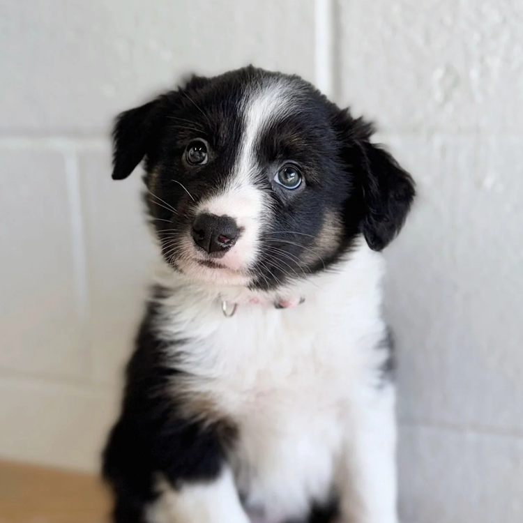 Mars and Nashville Yards feature adoptable puppies from Wags &amp; Walks Nashville