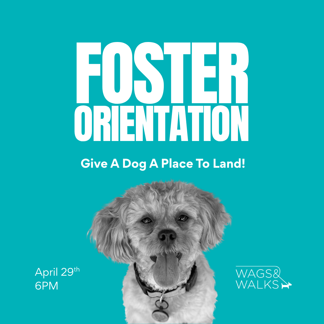Foster Orientation