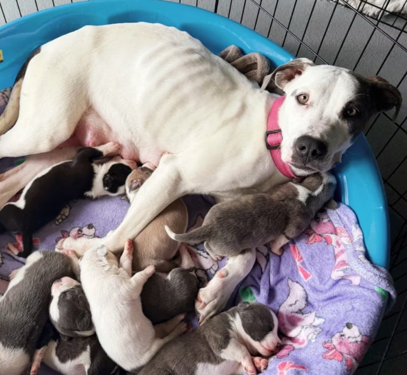 Wags &amp; Walks Nashville Calls for Foster Families Amid Shortage