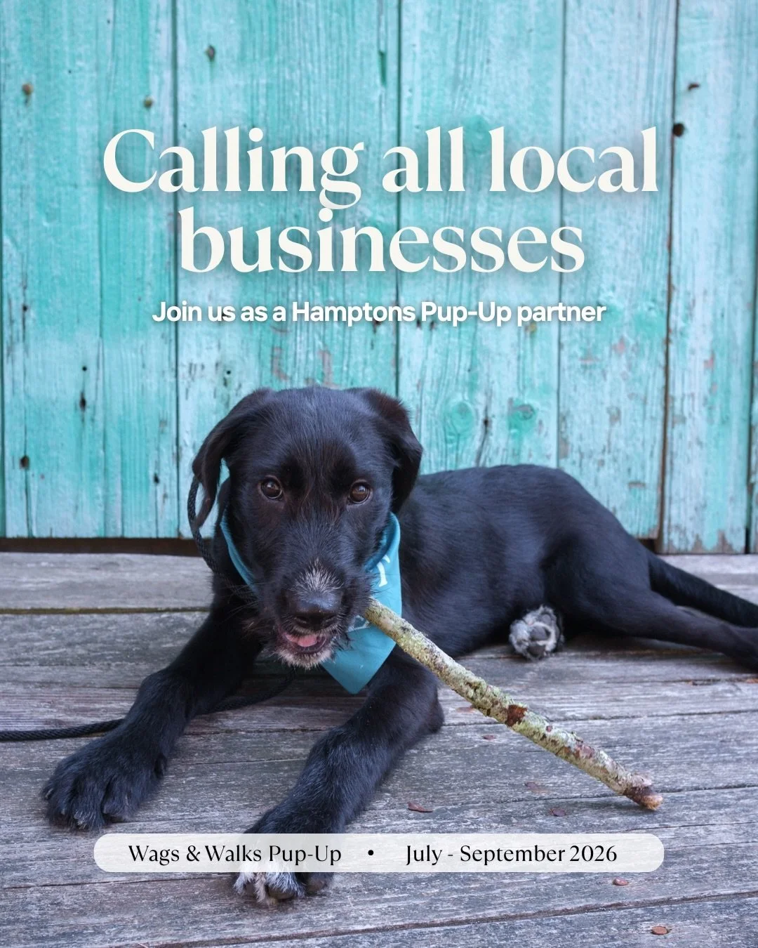📣 Calling all local Hamptons businesses! 📣

The Wags &amp; Walks Hamptons Pup-Up is looking to collaborate with local brands and businesses with a shared passion for rescue dogs. We&rsquo;re planning our biggest summer yet, but we need local partne