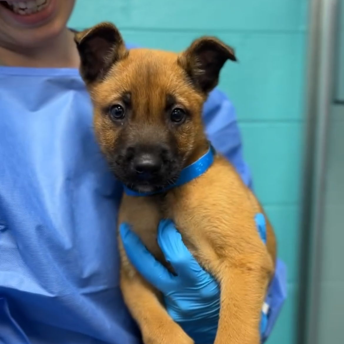 Wags &amp; Walks Nashville Responds to Parvo Exposure Following Record Rescue