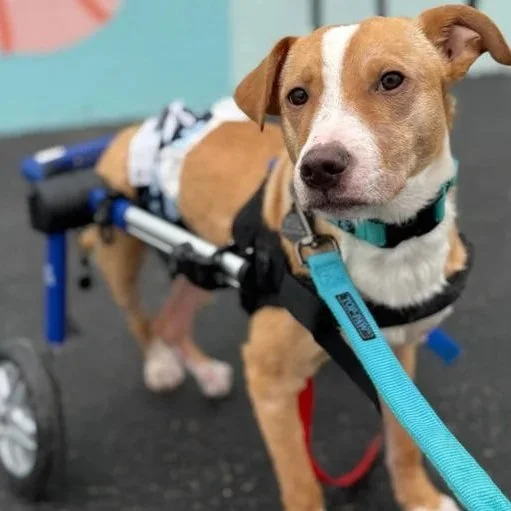 Scooter, Shot and Paralyzed at 6 Months Old, Is Looking for His Forever Home