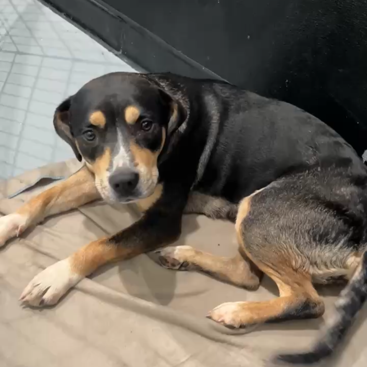 Wags &amp; Walks LA Urgently Needs Foster Families
