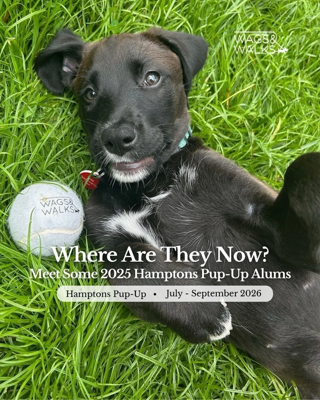 Last summer, we helped over 60 dogs find loving forever homes, including young puppies and adult dogs in need of second chances. One year later, these babies have settled into their forever homes and are living the good life!

We&rsquo;re just a few 