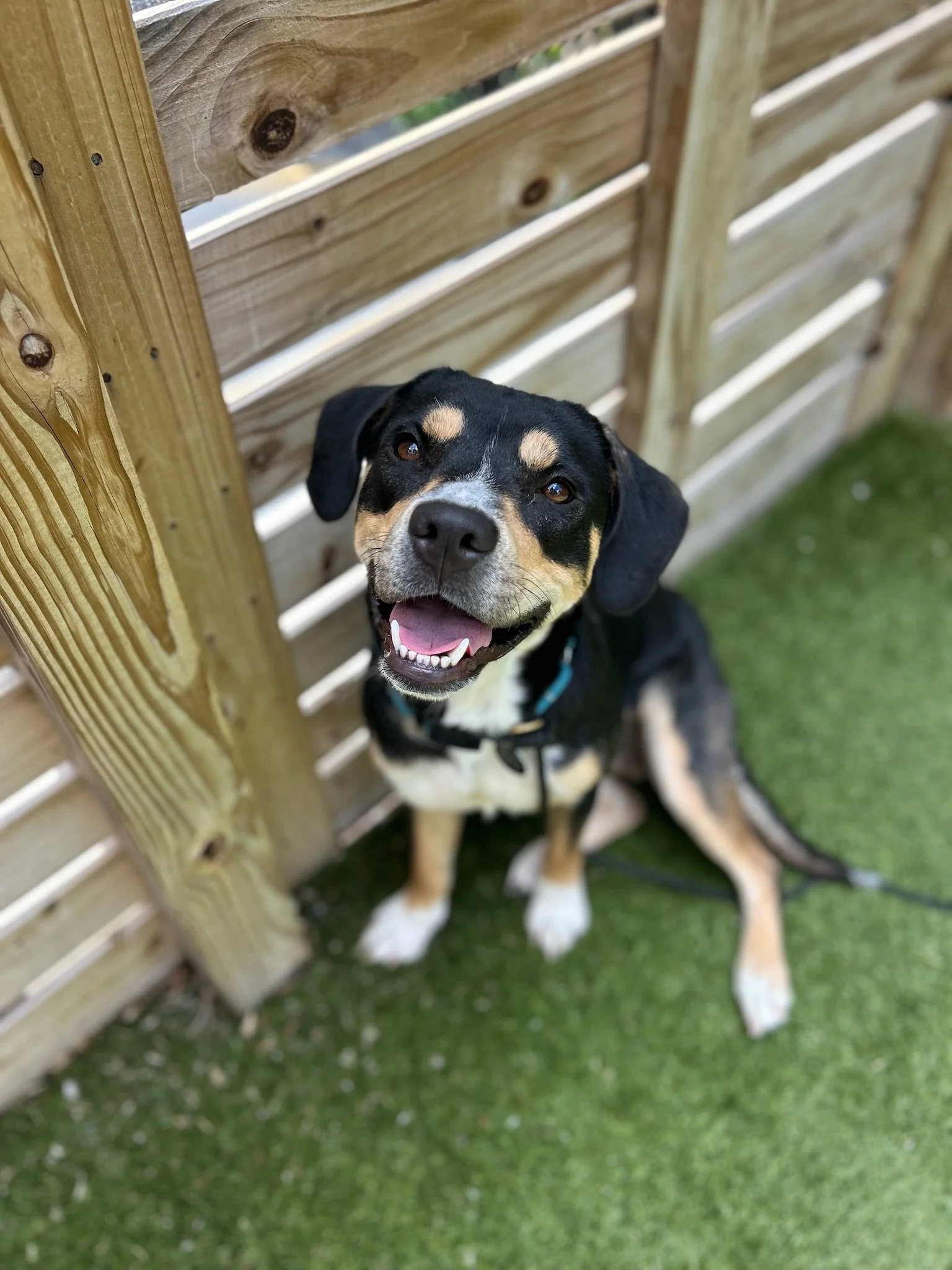 Ladybird Taco Foster and Adoption Event 