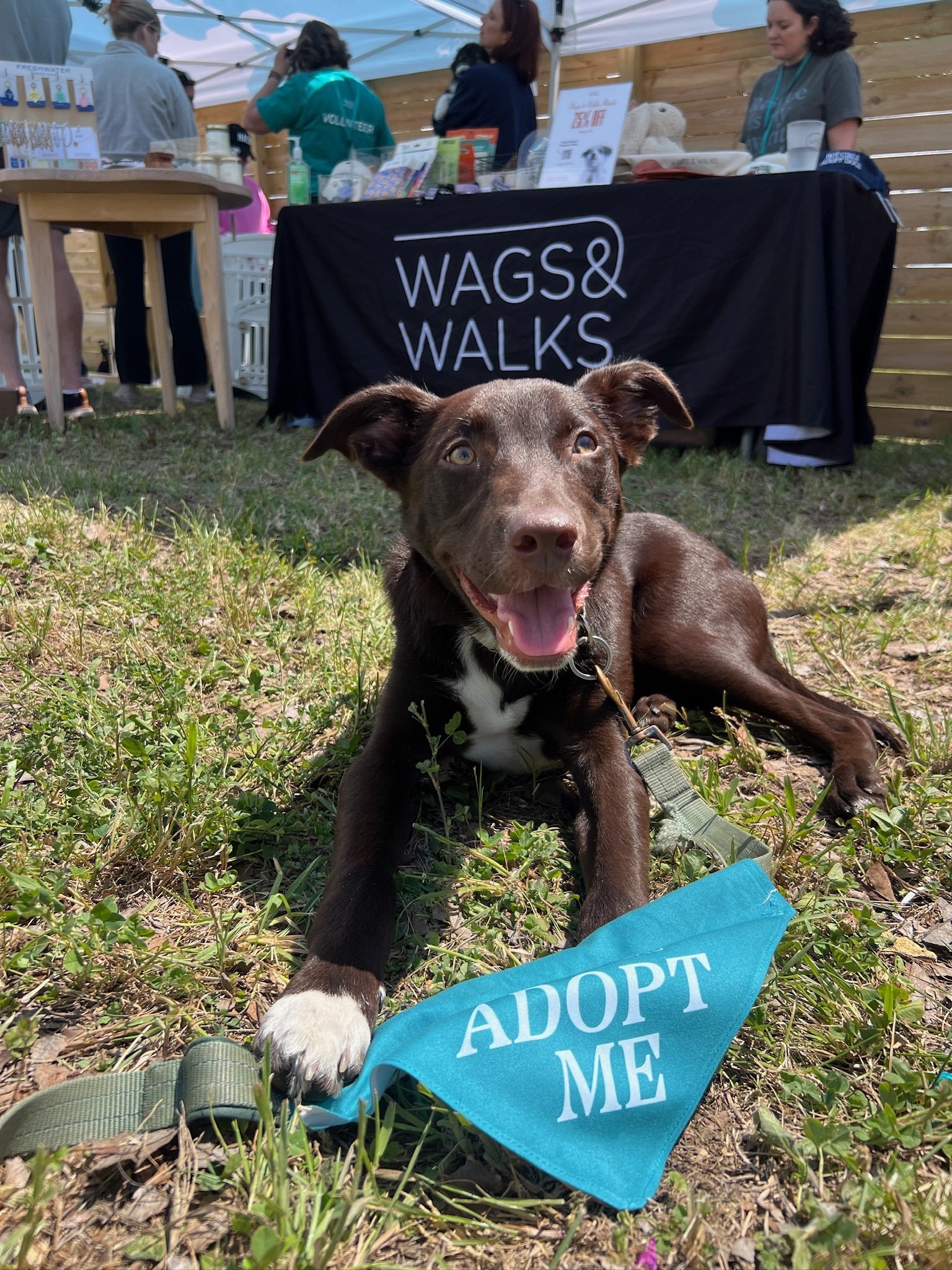 Adoption Event at Lola's European Cafe