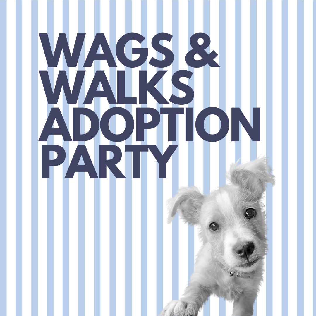 8.15.26 | Adoption Party in the Square