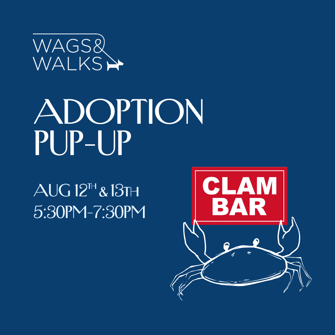 8.12.26 + 8.13.26 | Clam Bar Pup-up