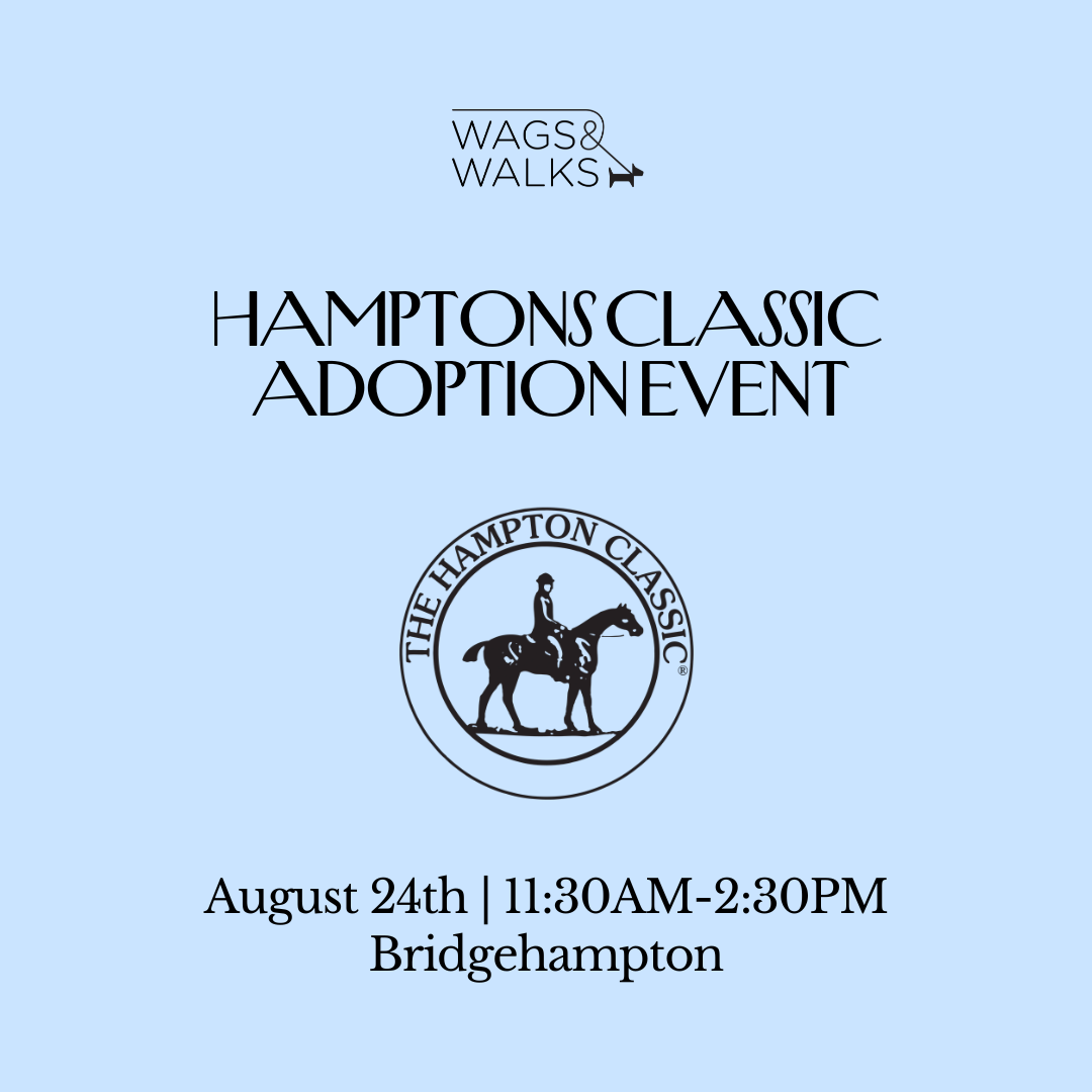 8.24.26 | Hamptons Classic Adoption Event