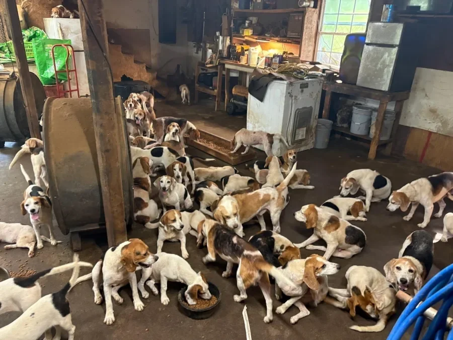 70+ Beagles Rescued from Possible Breeding Operation