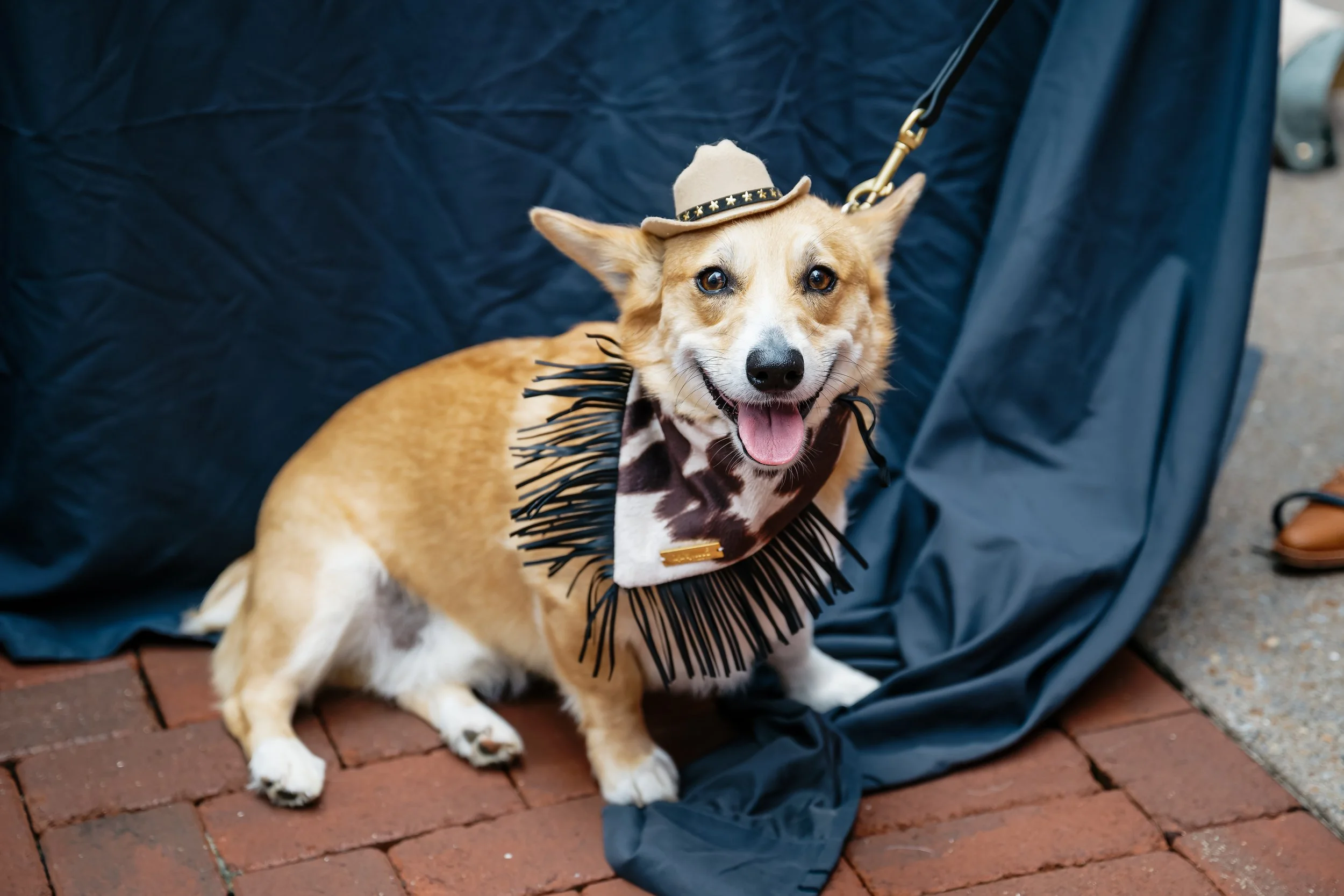 20240914_Wags&Walks_075.JPG