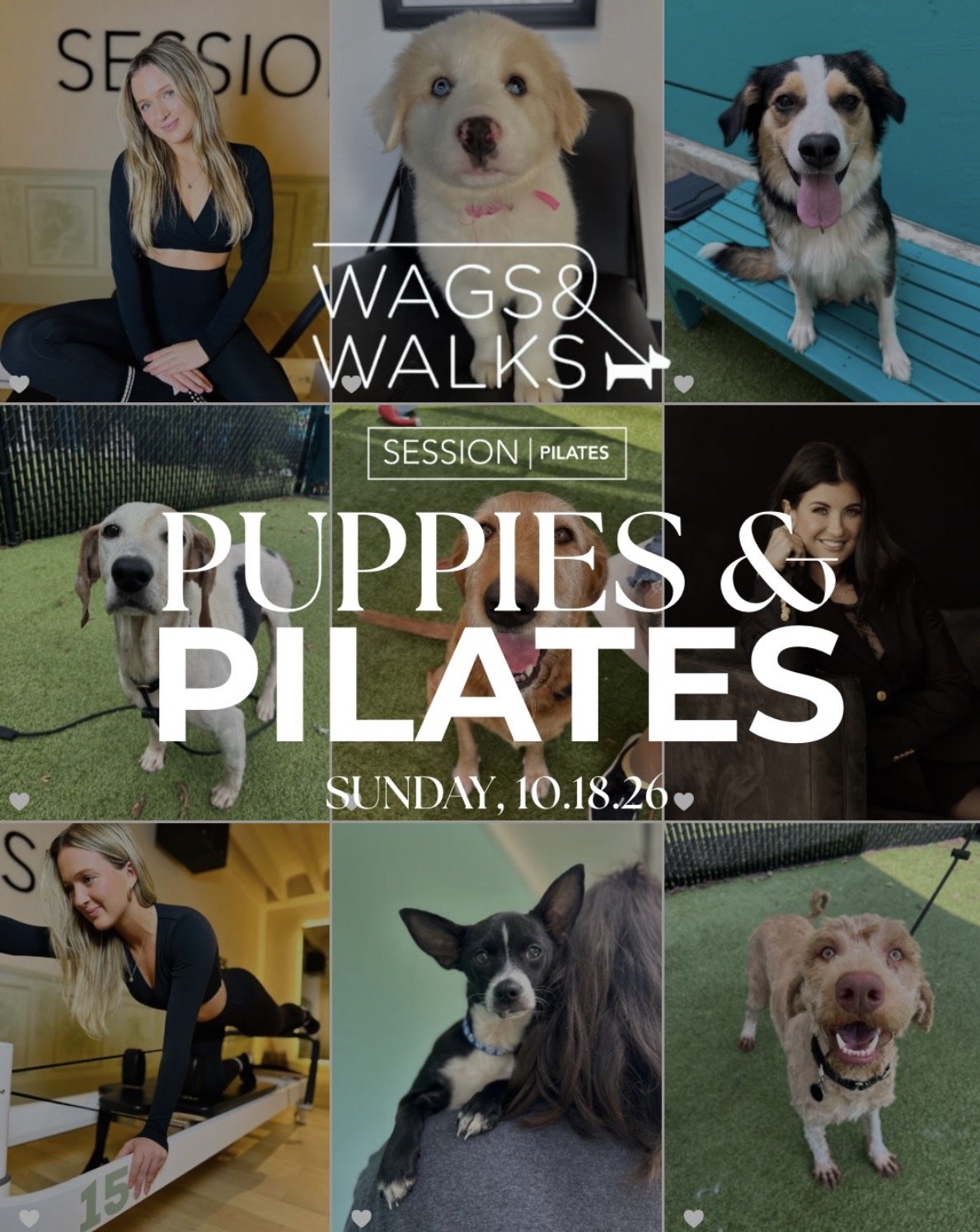 Puppies & Pilates