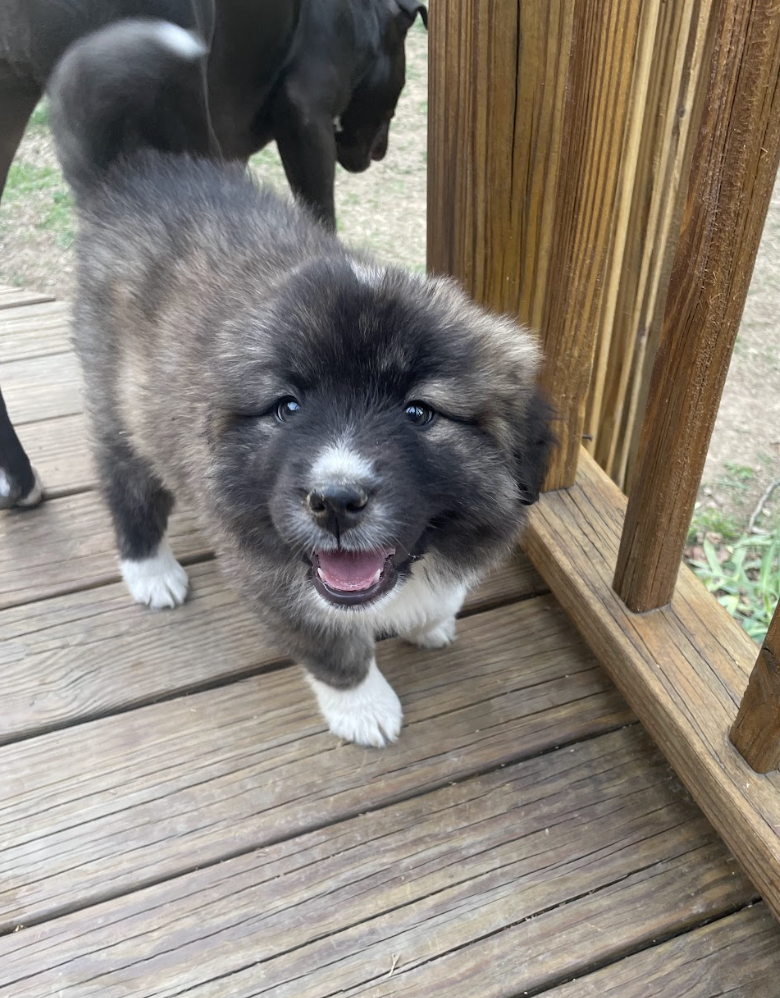 Screenshot 2026-04-13 at 2.38.49 PM.png