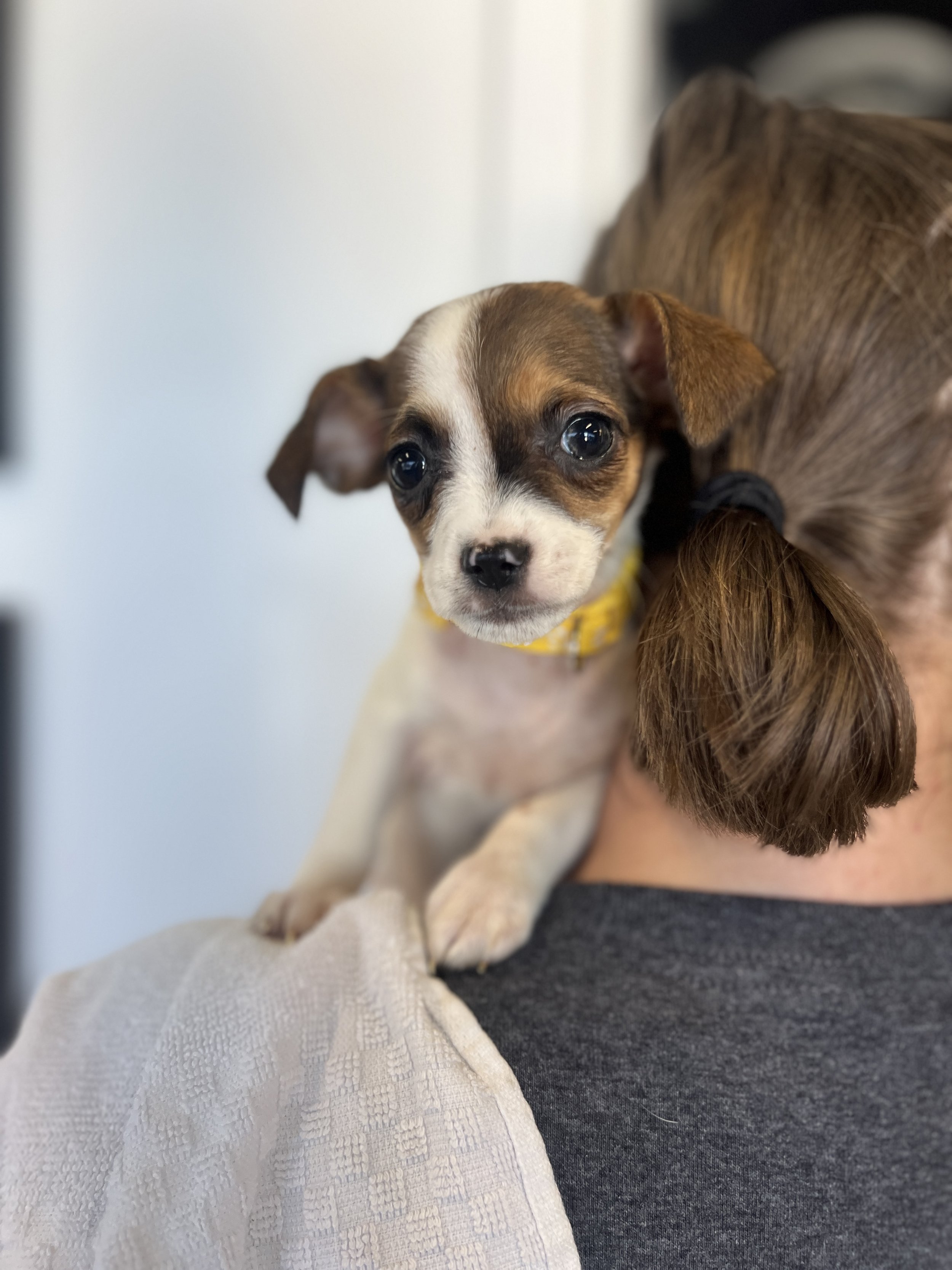 Rummy, The Game Litter