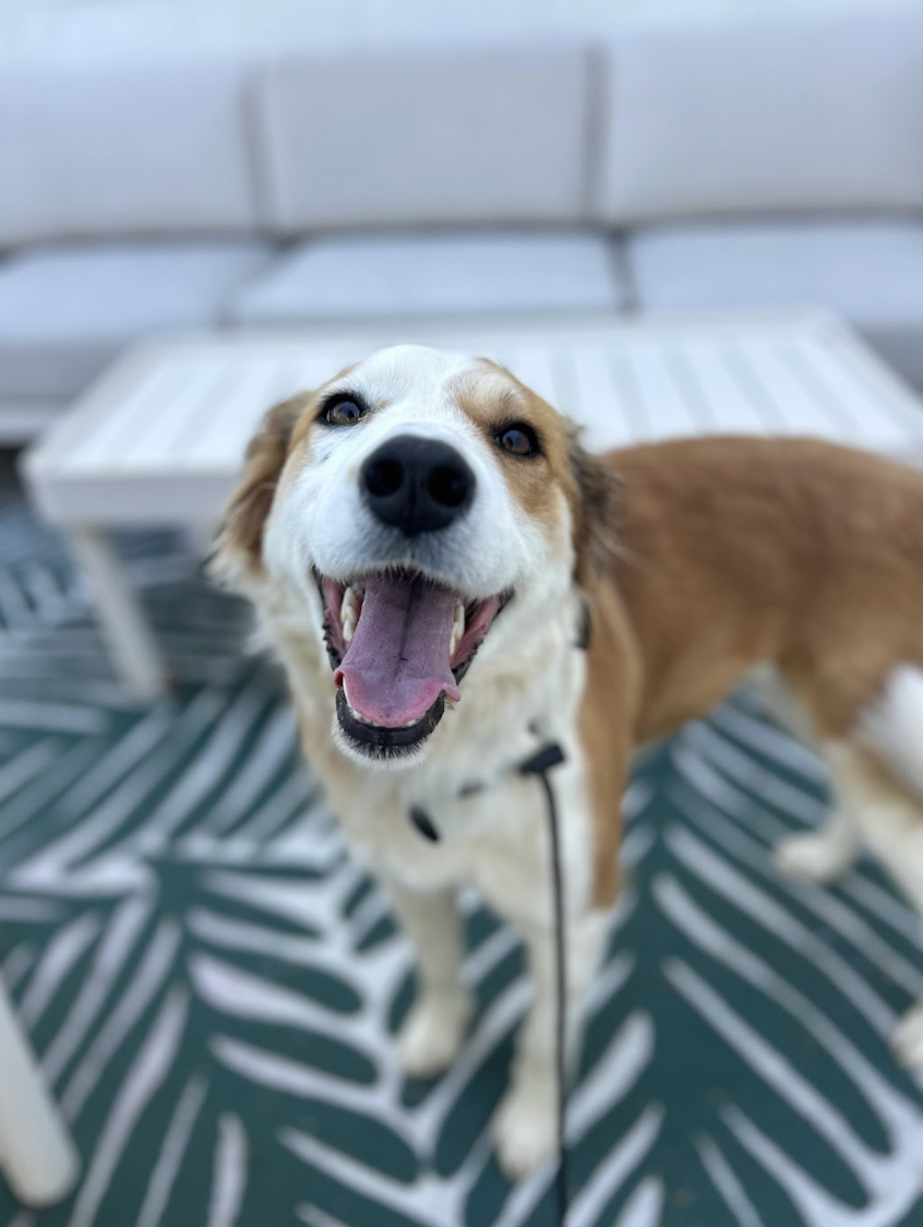 Screenshot 2026-03-14 at 5.02.14 PM.png