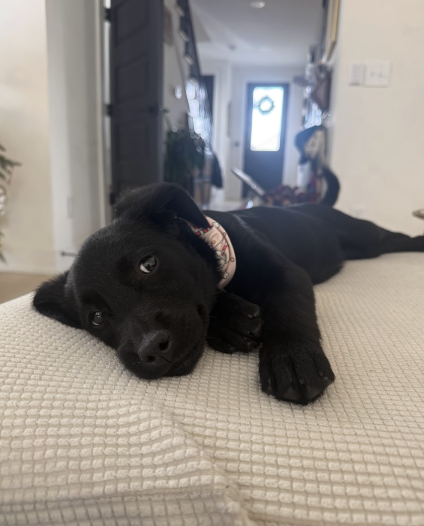 Screenshot 2026-01-23 at 3.21.37 PM.png