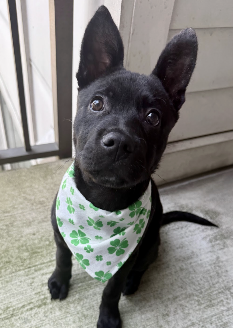 Screenshot 2026-04-03 at 1.50.42 PM.png