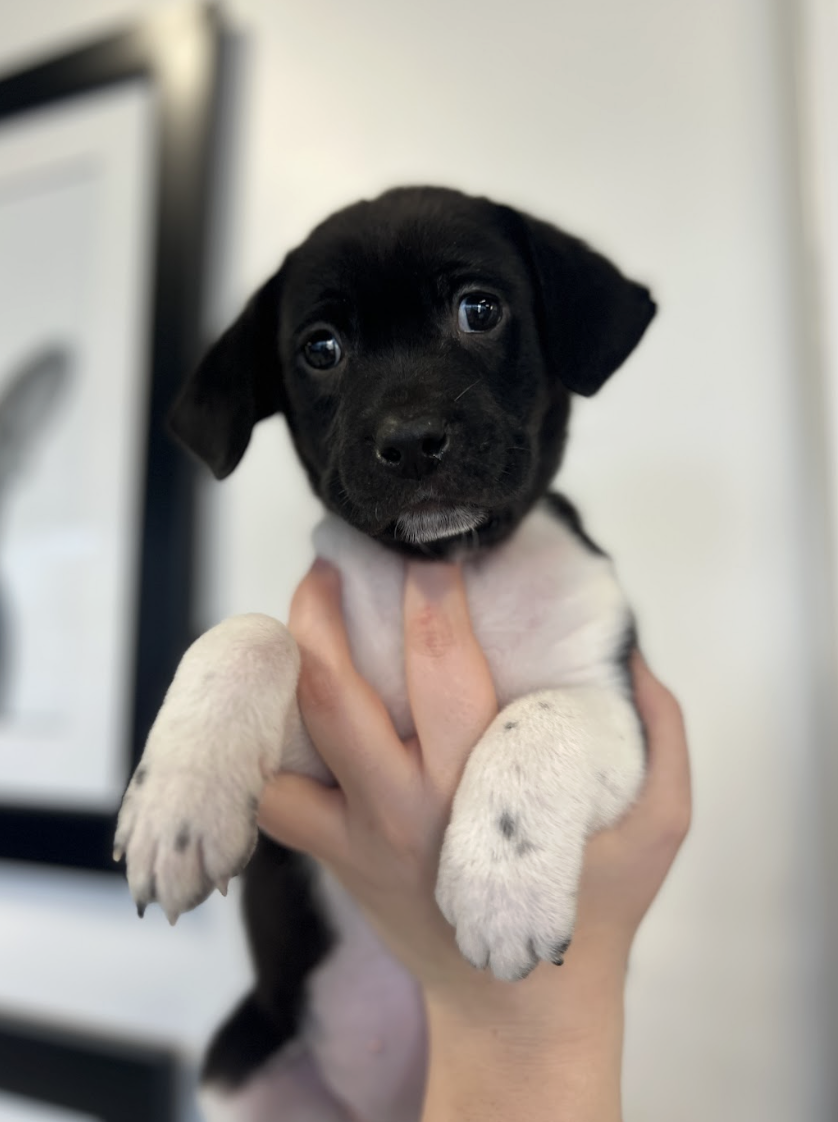 Screenshot 2026-02-14 at 2.08.00 PM.png