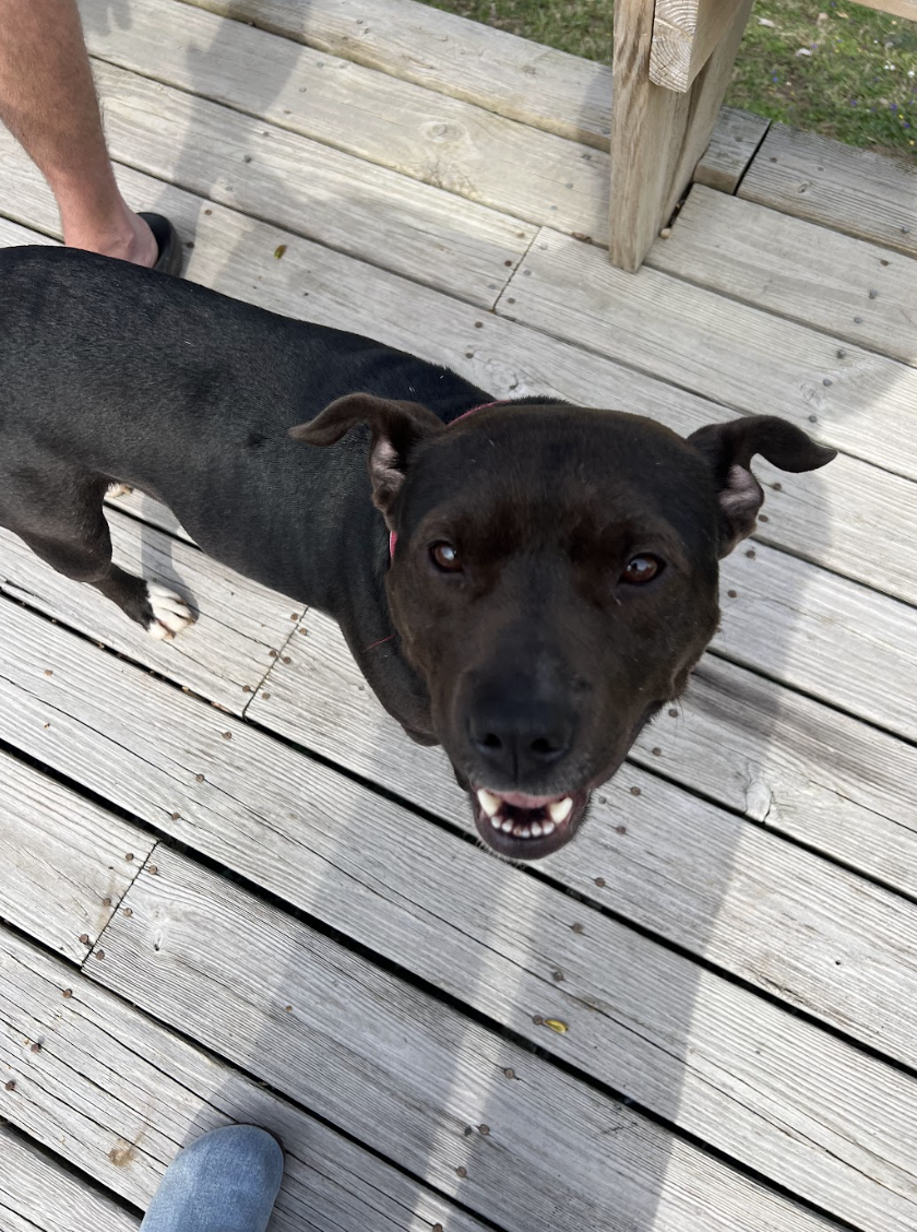 Screenshot 2026-03-25 at 4.52.53 PM.png