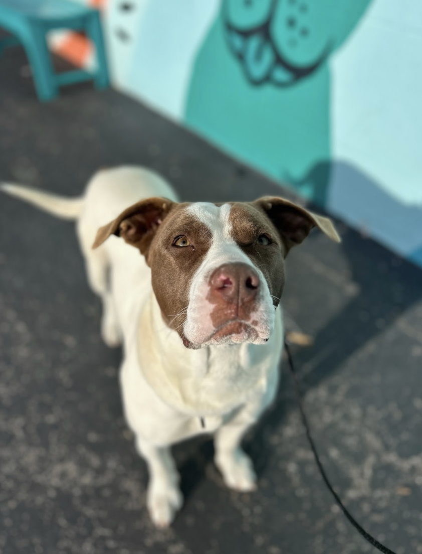 Screenshot 2026-02-25 at 12.57.02 PM.png