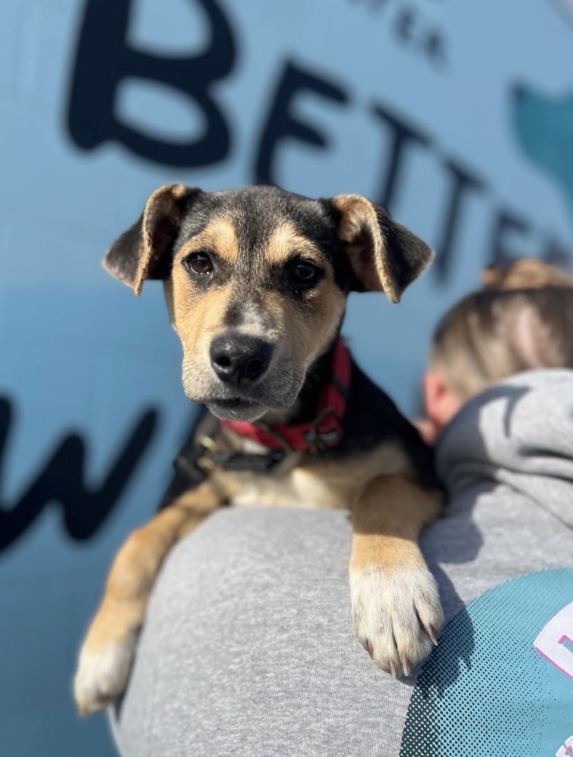 Screenshot 2026-02-13 at 4.53.33 PM.png