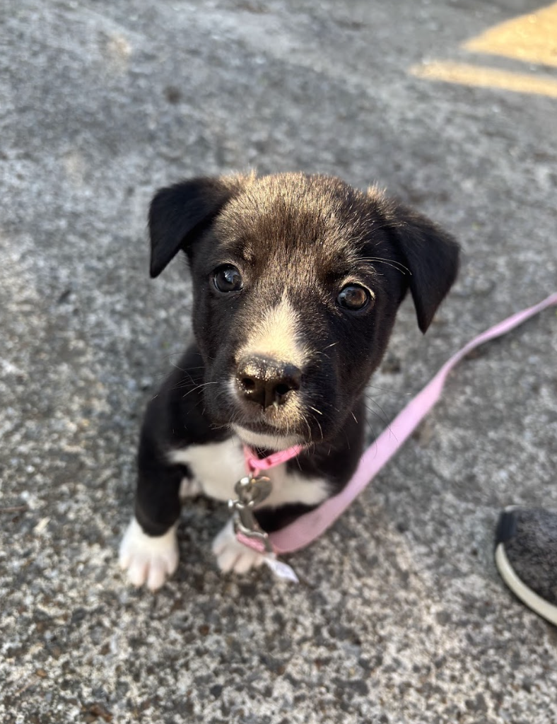 Screenshot 2026-04-03 at 2.02.36 PM.png