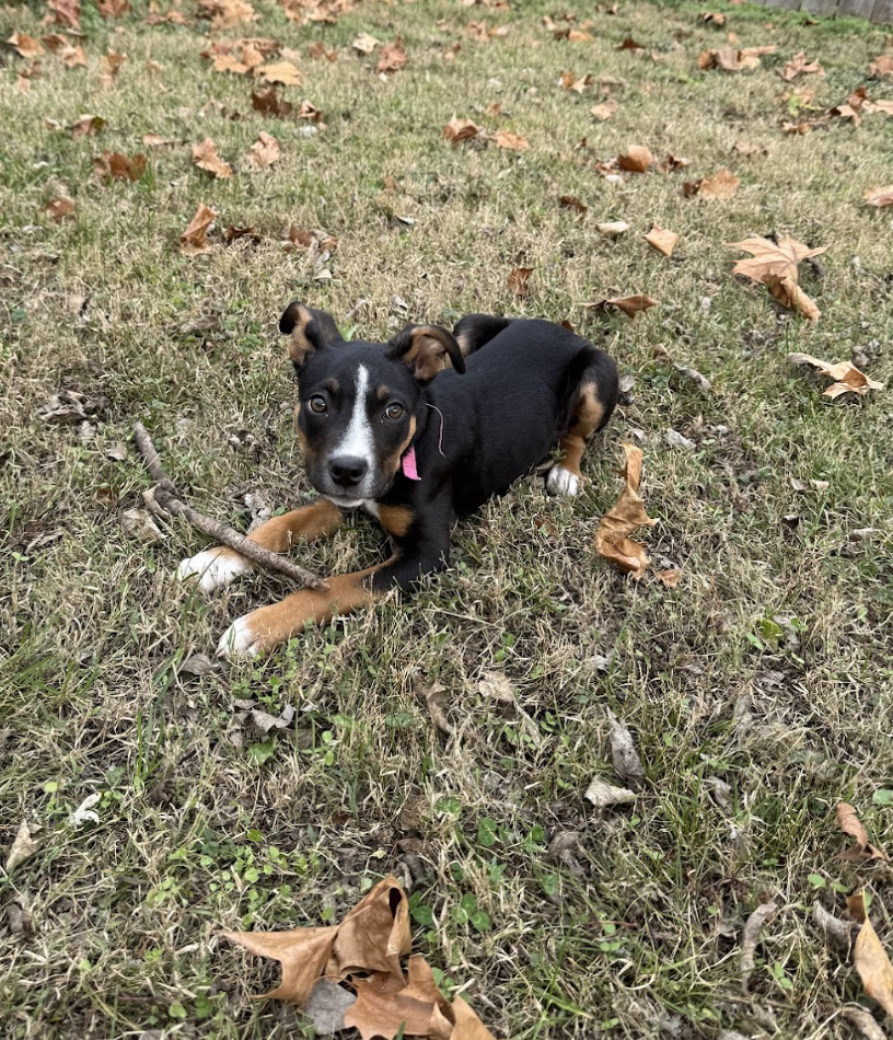 Screenshot 2026-01-04 at 11.16.38 AM.png