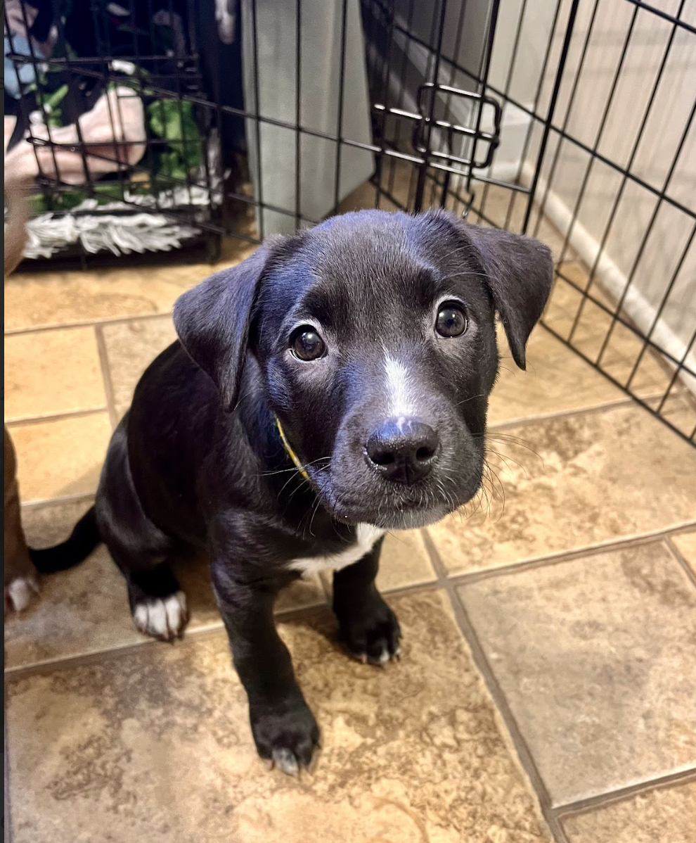 Screenshot 2025-12-31 at 1.31.20 PM.png