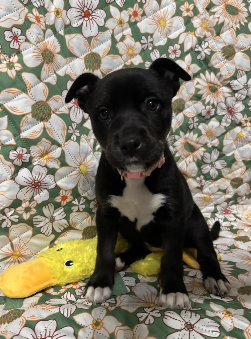 Screenshot 2026-01-15 at 7.51.26 PM.png