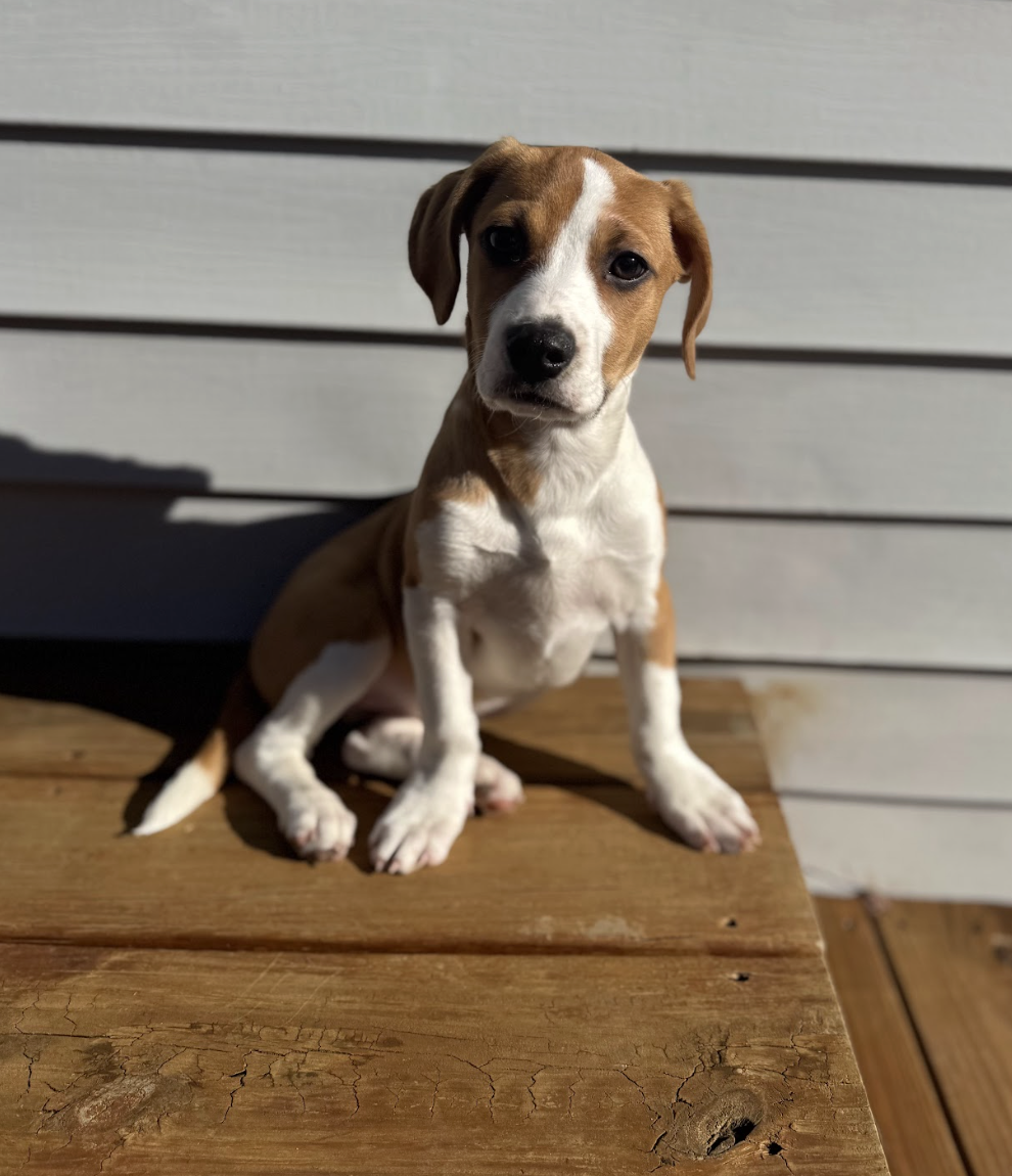 Screenshot 2026-02-13 at 1.28.37 PM.png