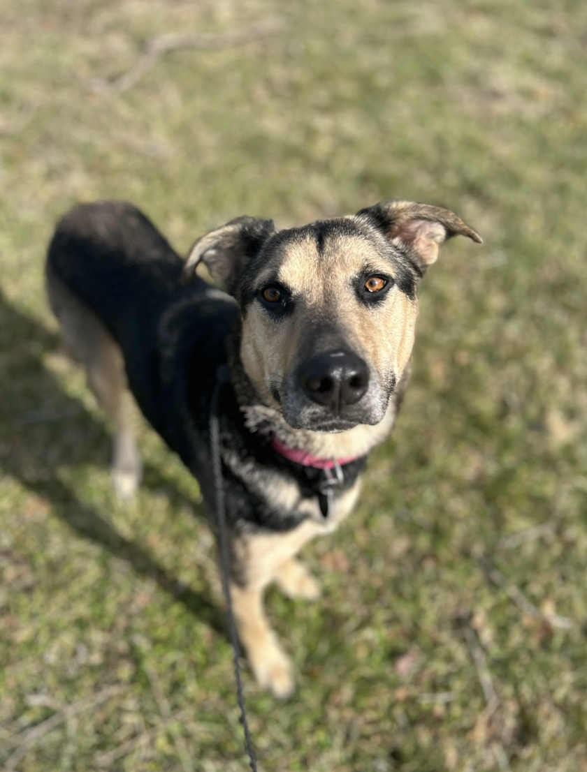 Screenshot 2026-02-12 at 2.20.55 PM.png