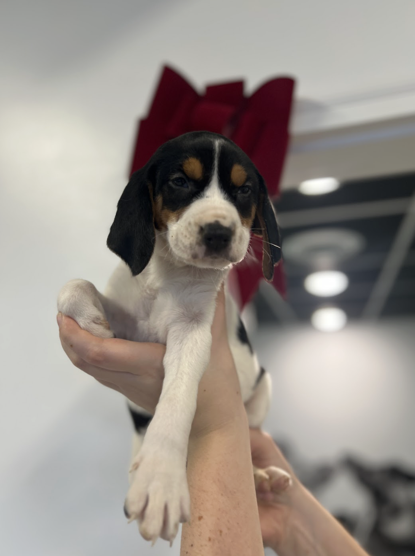 Screenshot 2025-12-18 at 4.25.06 PM.png