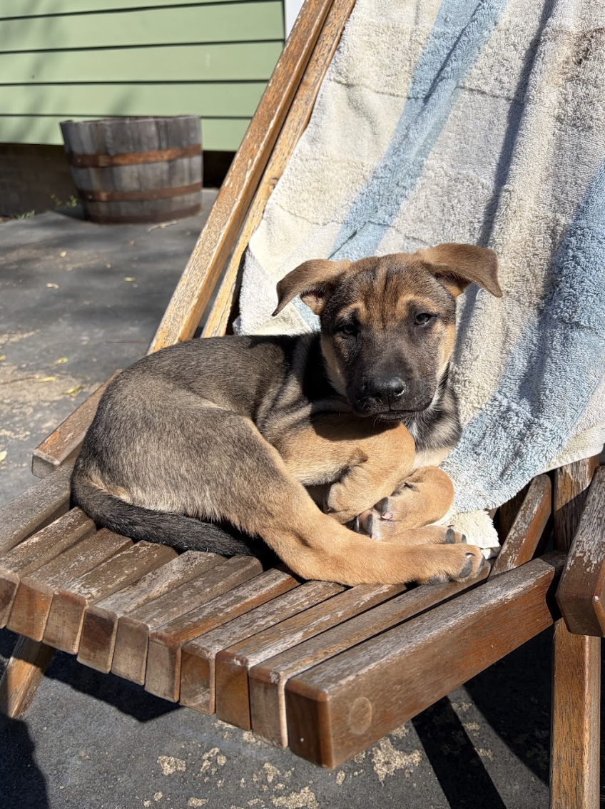 Screenshot 2026-04-08 at 3.27.51 PM.png