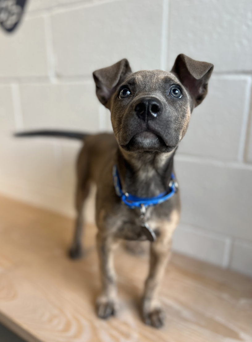 Screenshot 2026-01-15 at 6.45.22 PM.png