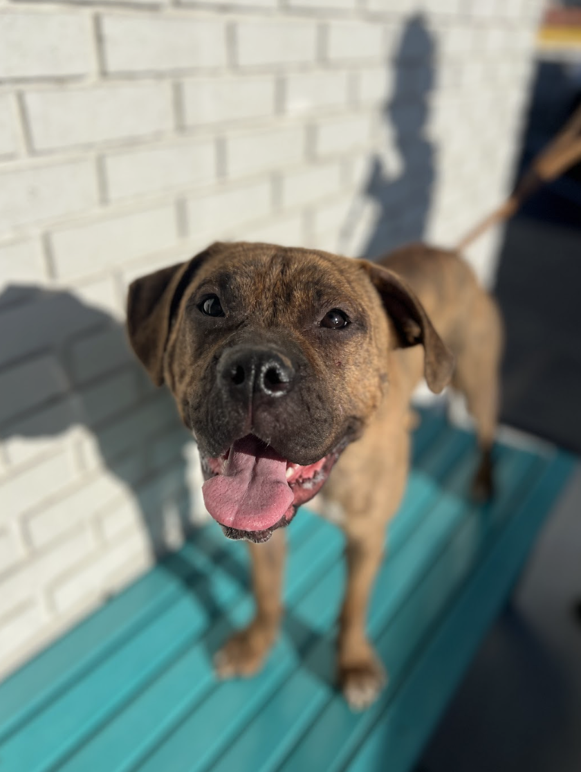 Screenshot 2026-01-10 at 11.46.19 AM.png