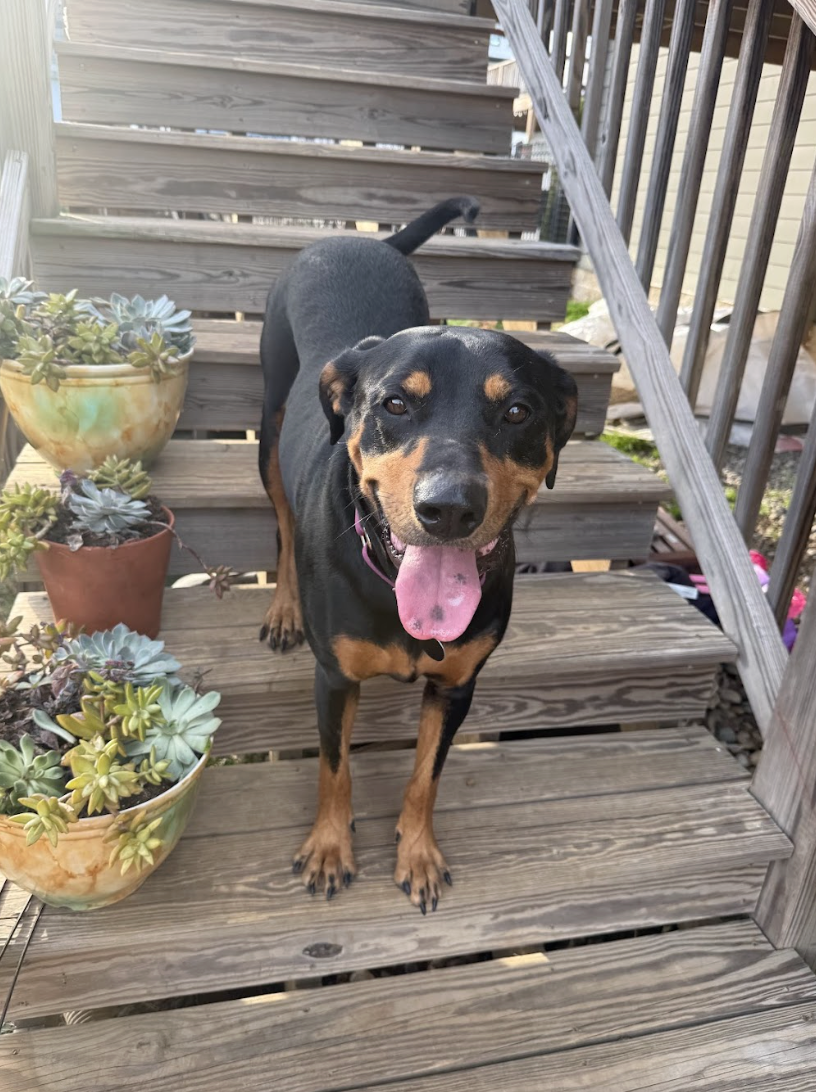 Screenshot 2026-04-03 at 3.12.31 PM.png