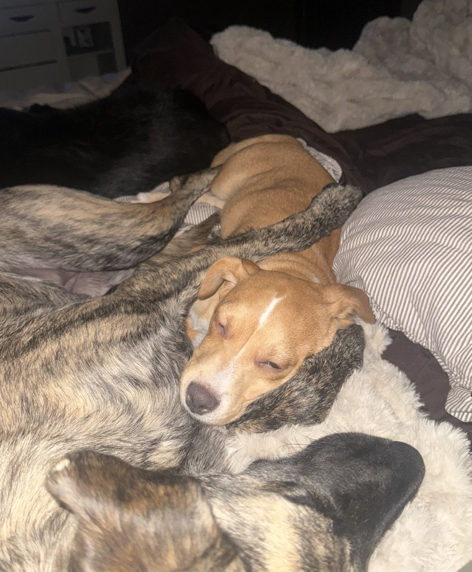 Screenshot 2025-12-26 at 4.45.10 PM.png