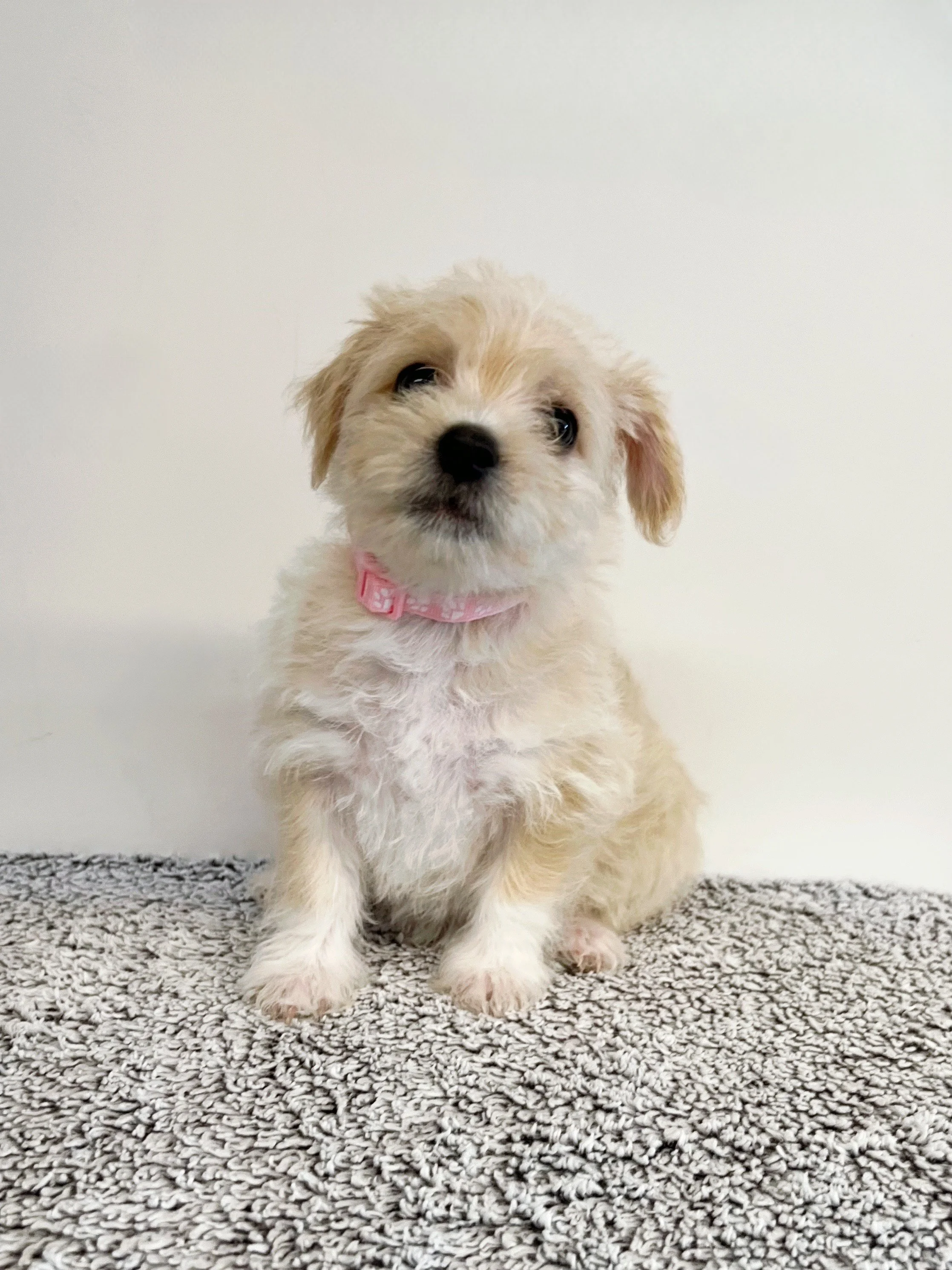 Doris