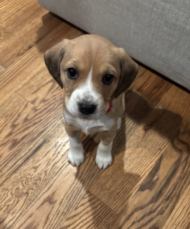 Screenshot 2026-02-21 at 4.44.02 PM.png