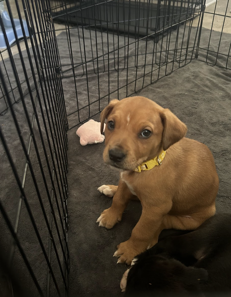 Screenshot 2025-12-18 at 1.43.14 PM.png