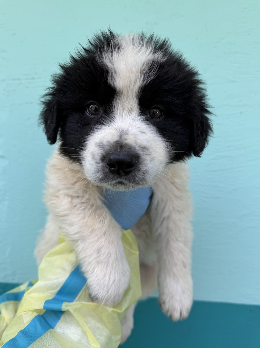 Screenshot 2026-04-13 at 2.47.21 PM.png