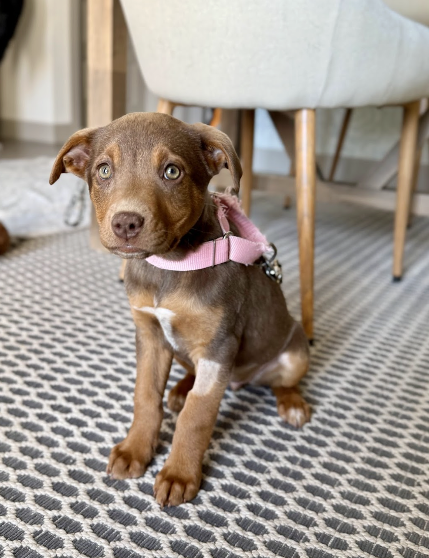 Screenshot 2026-02-13 at 4.57.10 PM.png