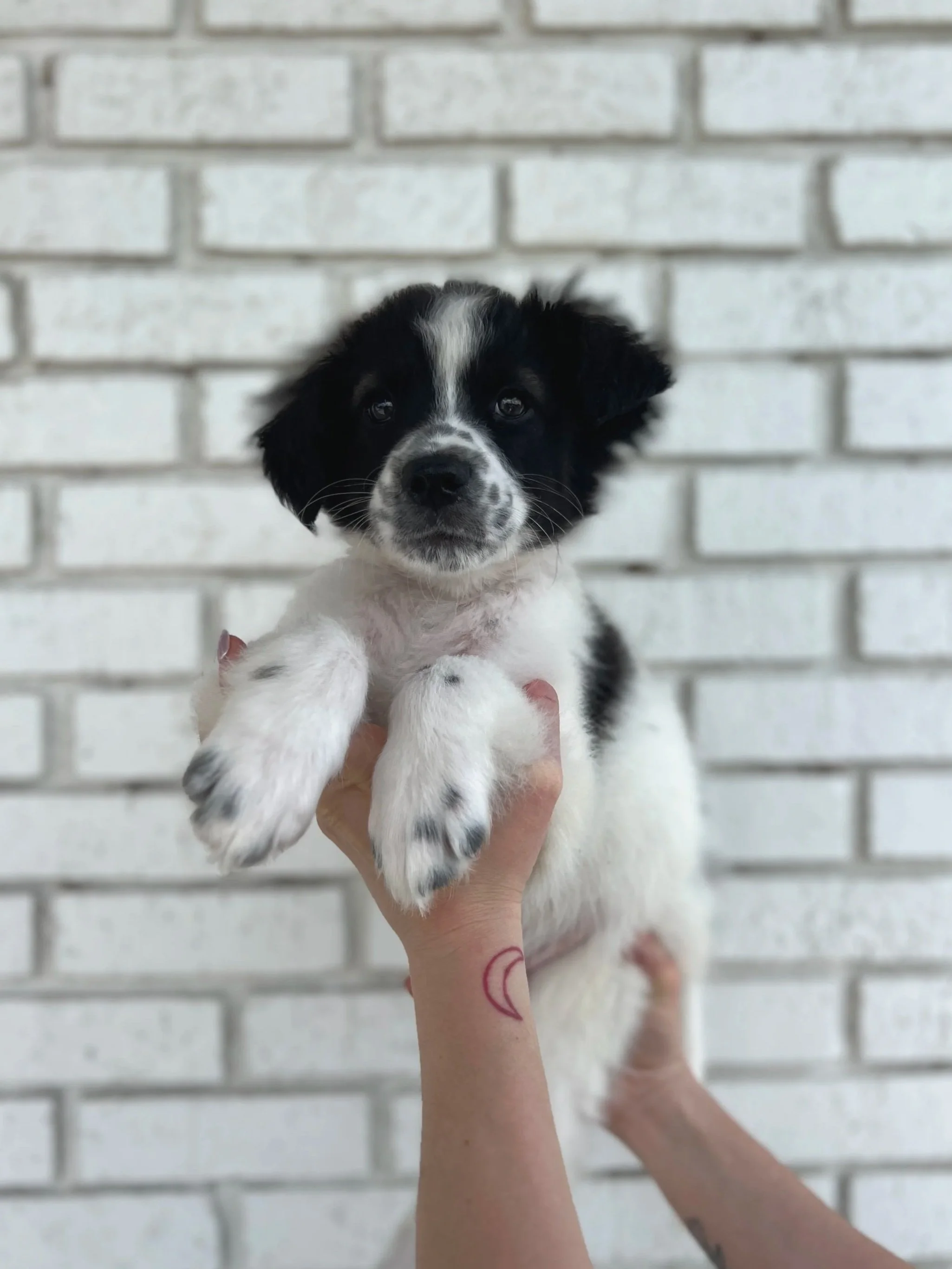 Bailey