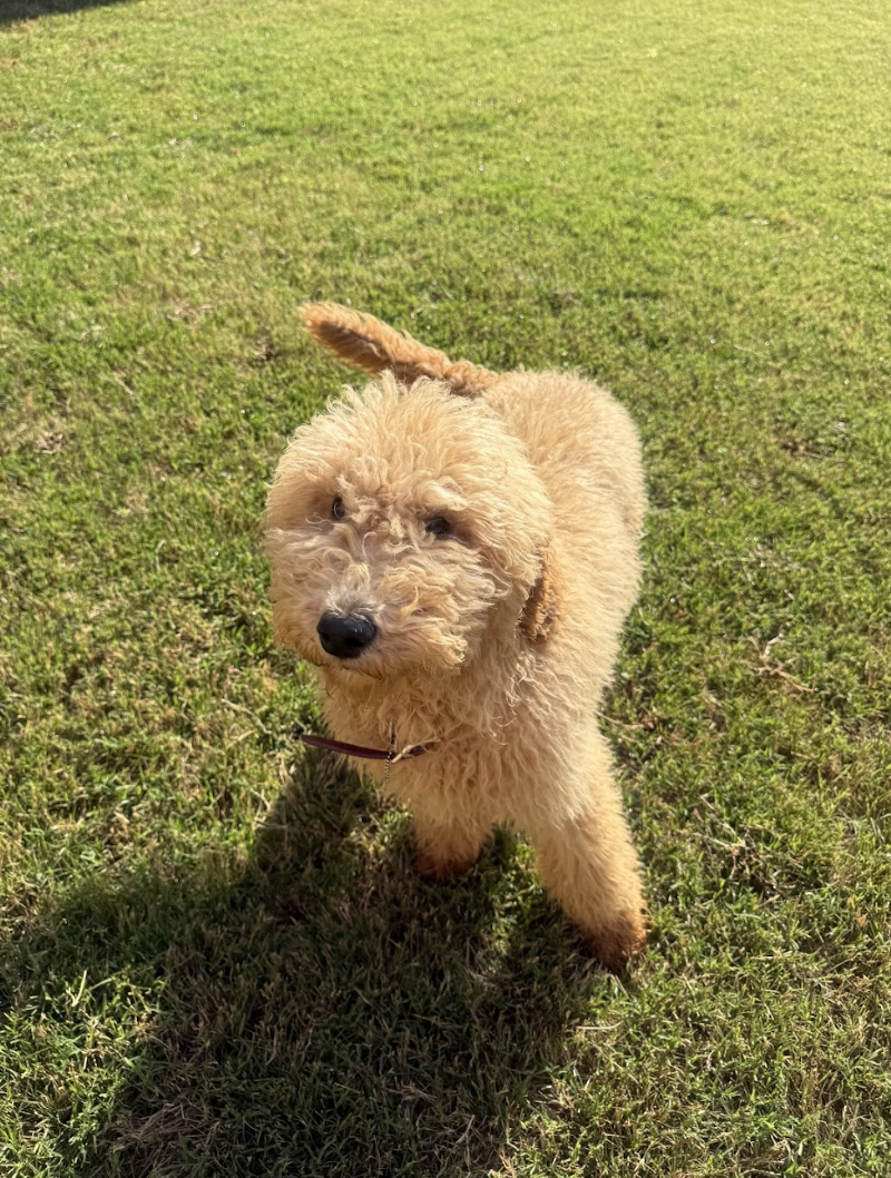 Screenshot 2026-04-27 at 1.13.02 PM.png