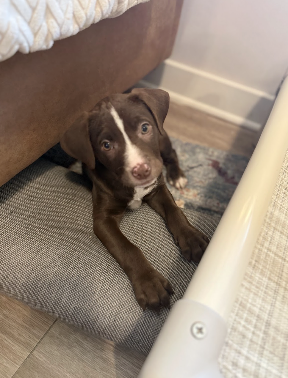 Screenshot 2025-12-31 at 1.30.00 PM.png