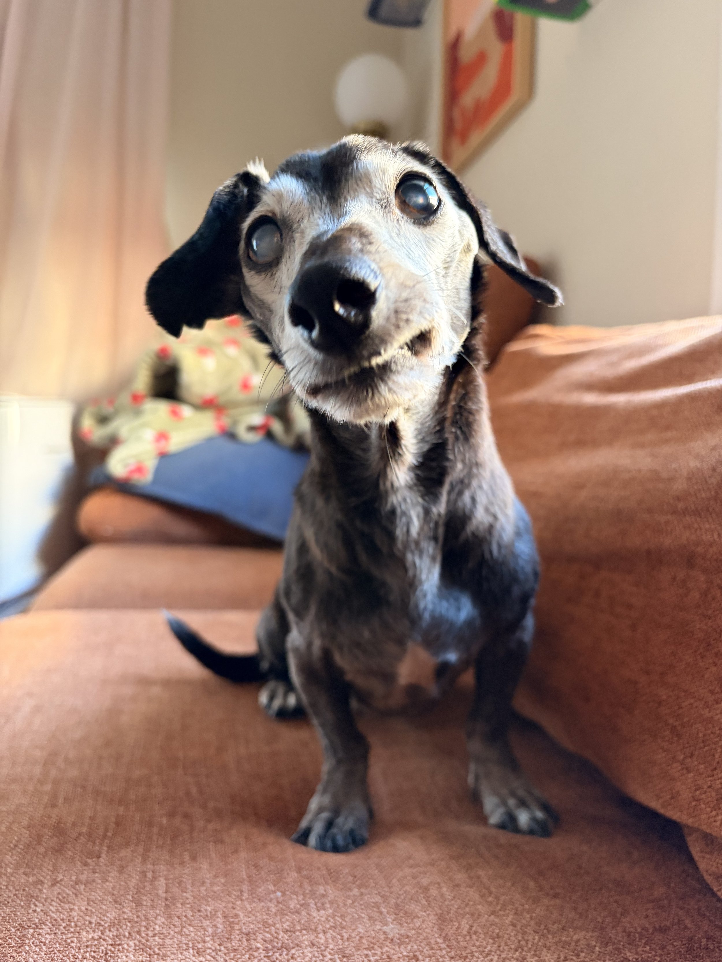 Igor