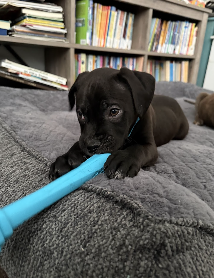 Screenshot 2026-02-06 at 12.07.28 PM.png