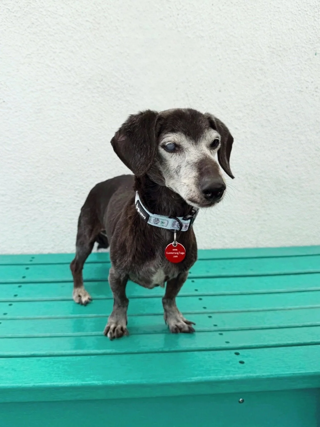 Dachshund