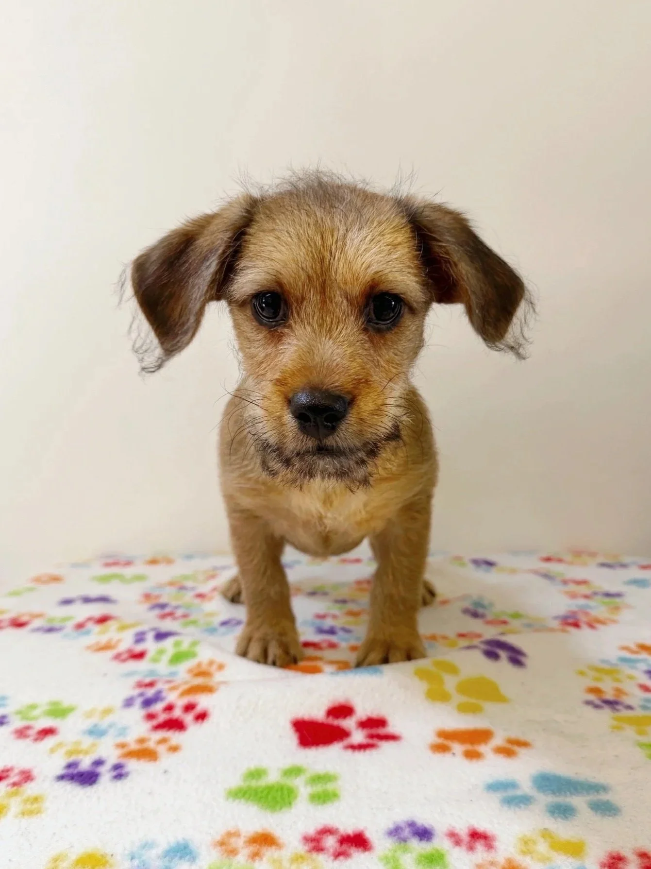 Terrier